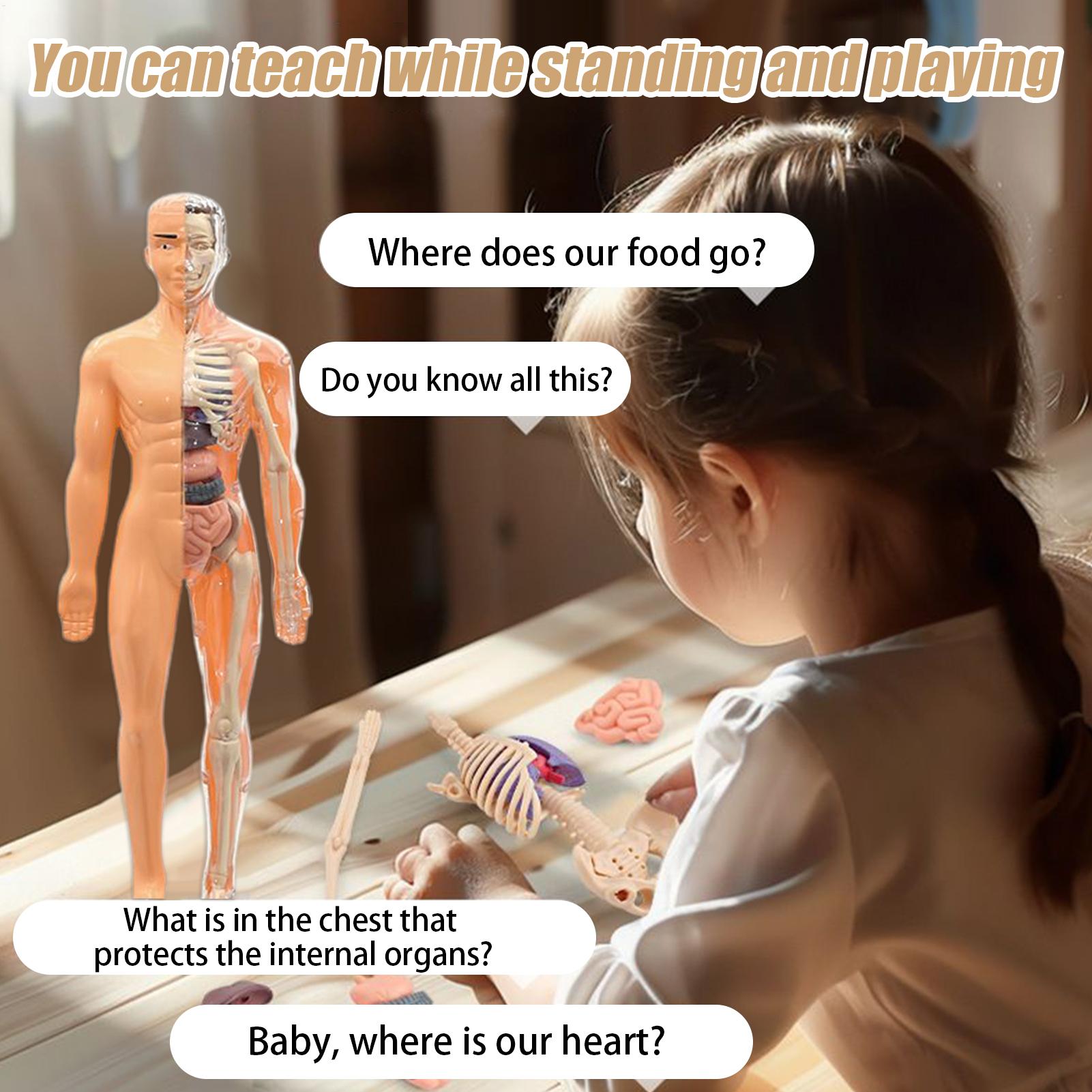 人体骨格模型 解剖学用 3D人体トルソー解剖模型組み立て式  - Kids Education Usa のレビューと価格