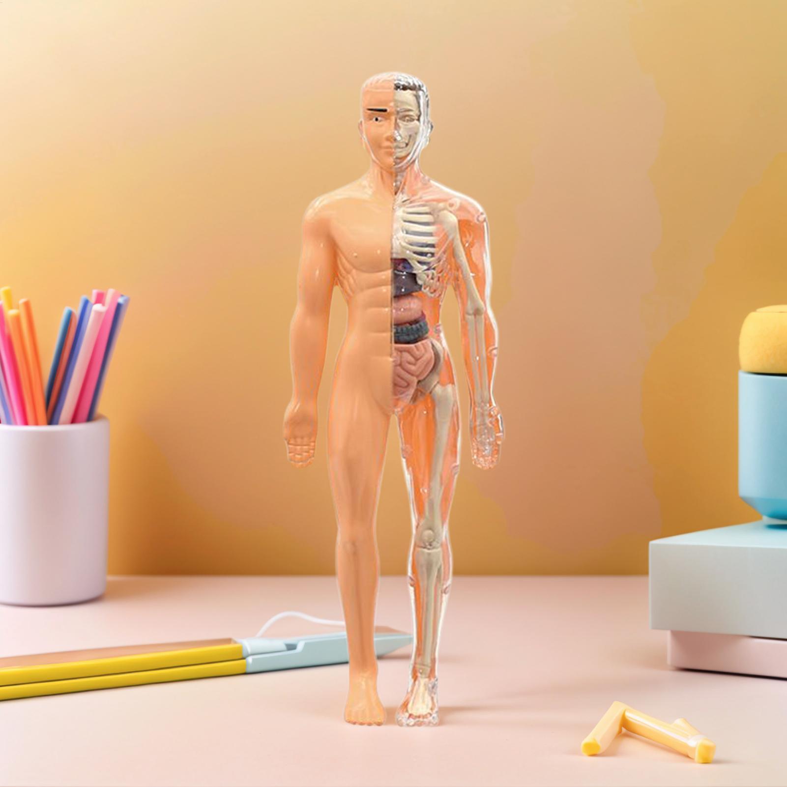 人体骨格模型 解剖学用 3D人体トルソー解剖模型組み立て式  - Kids Education Usa のレビューと価格
