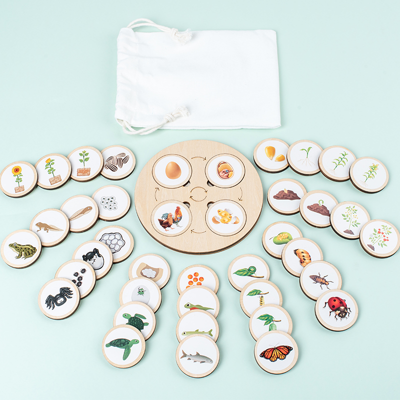ライフサイクルボードモンテッソーリキット生物学科学教育子供の - Montessori Shelf Toy のレビューと価格